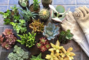 Colorful Mini Succulents In Pots For Home Gardening