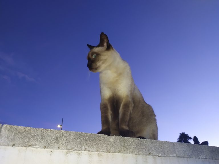 Cat on wall