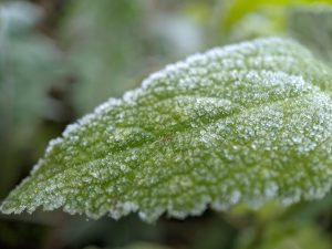 Frost on a leaf