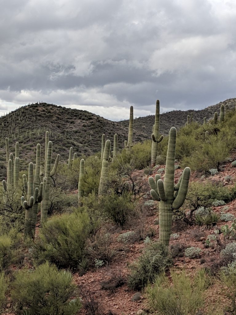 Many tall cacti on a hill