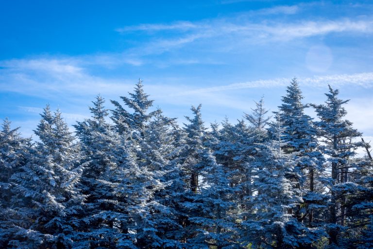 Snow-covered tops of evergreen trees