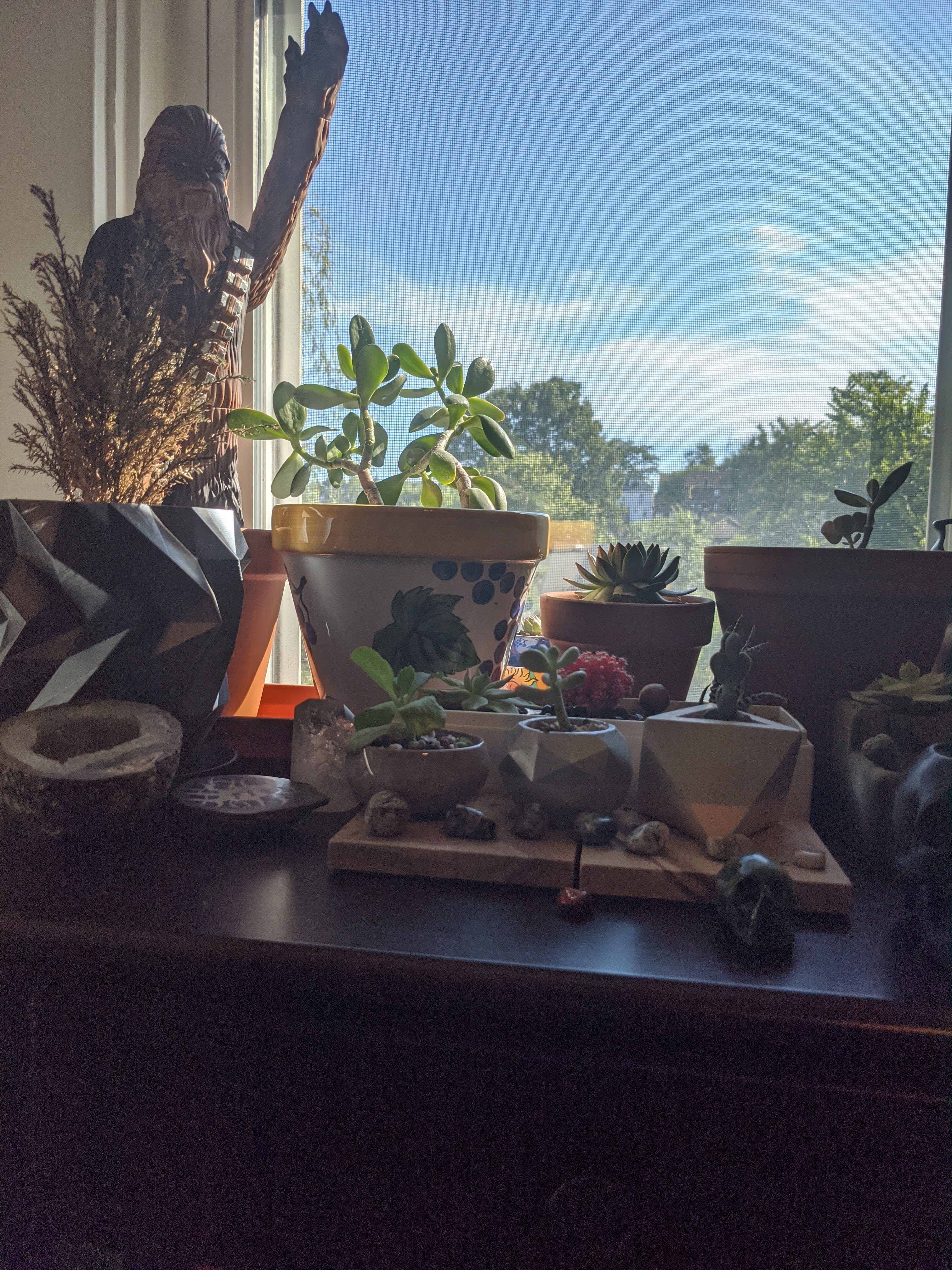 Several plants on a table, by a window.