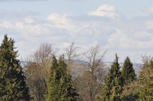 Tree tops with hills in the background