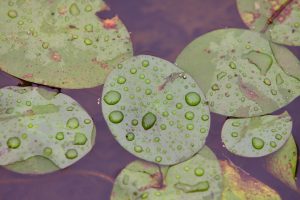 Water drops on a lily pad