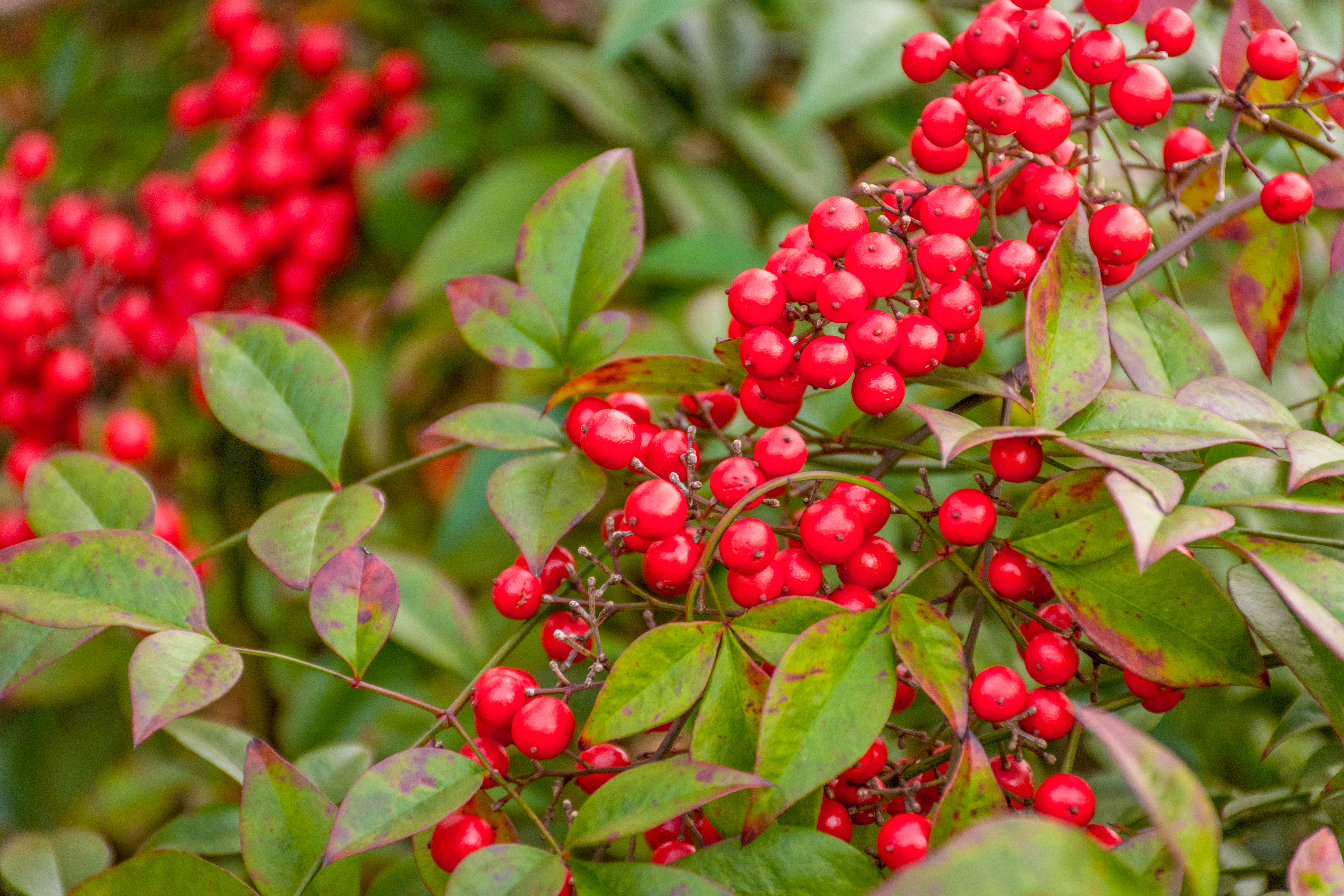 Holly berries