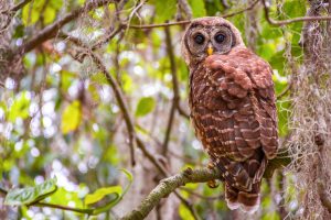 View larger photo: Owl sitting on a branch