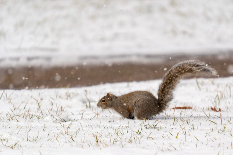 Fox squirrel in the grass