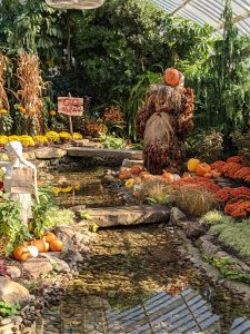 Pumpkin and other gourds and Halloween stuff