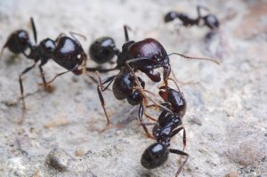 Ant raiding party fighting defending ants from another nest