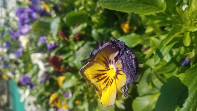 Fading pansy