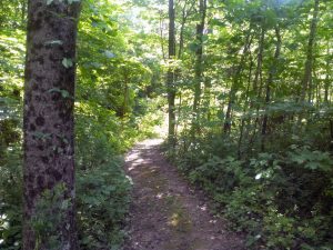 A dirt path through a forest on a sunny day