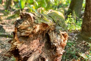 Close-up of a log on the forest floor