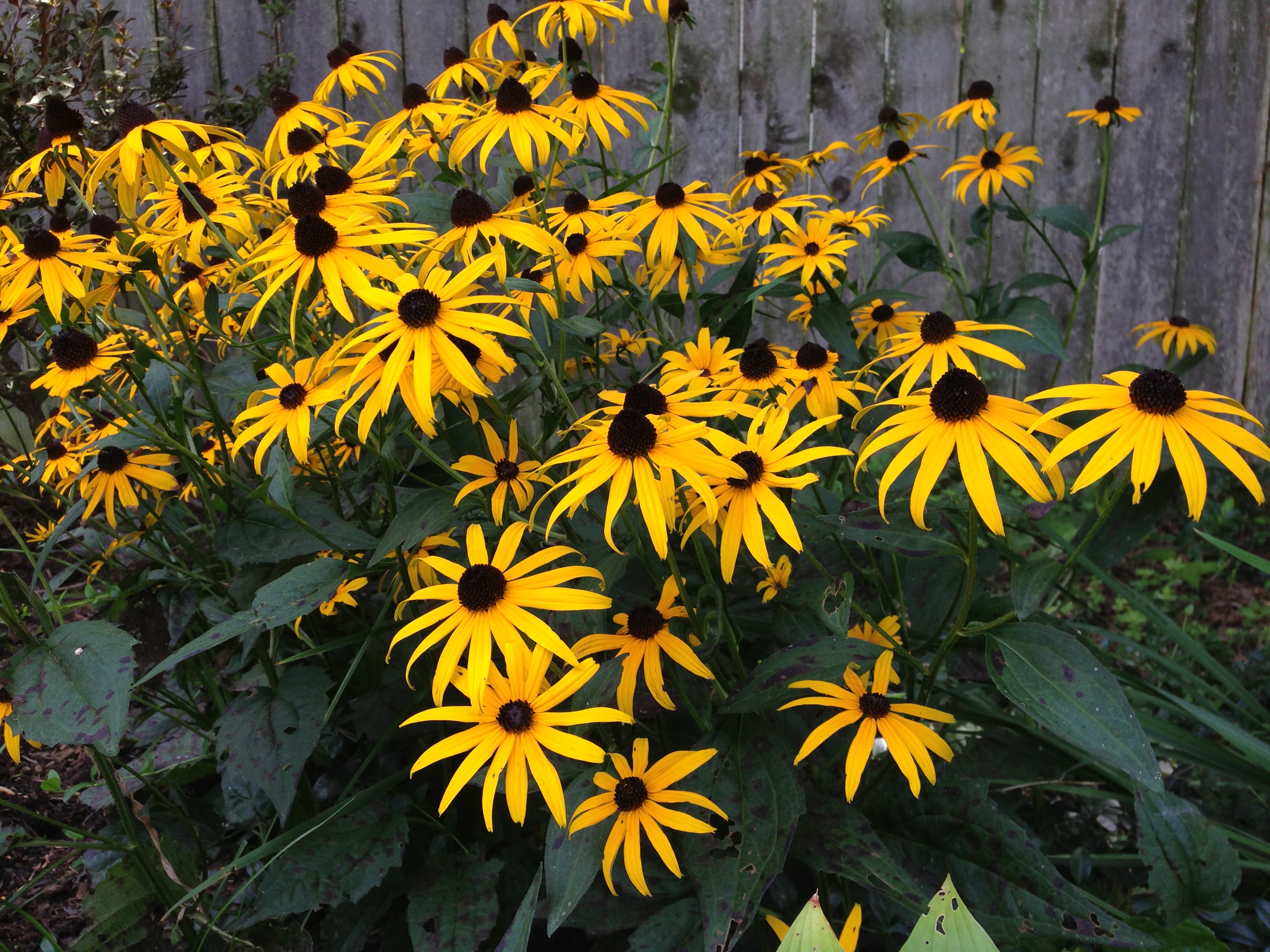 Black-eyed Susans