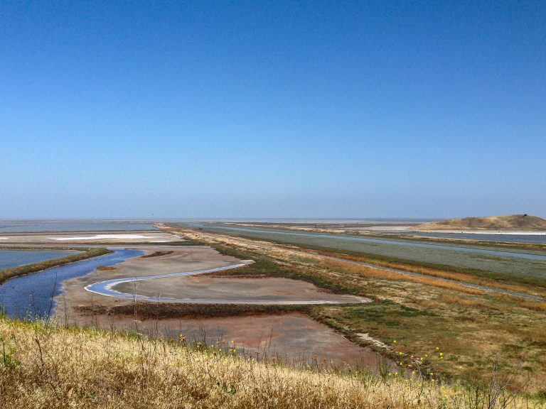 Overlooking San Francisco Bay from Coyote Hills