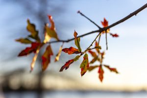 View larger photo: Autumn leaves on a small twig