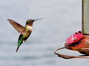 A hummingbird approaching a feeder

