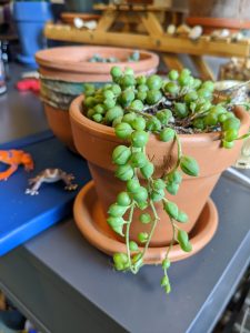 Some twisted up plant vines with ball-shaped growths