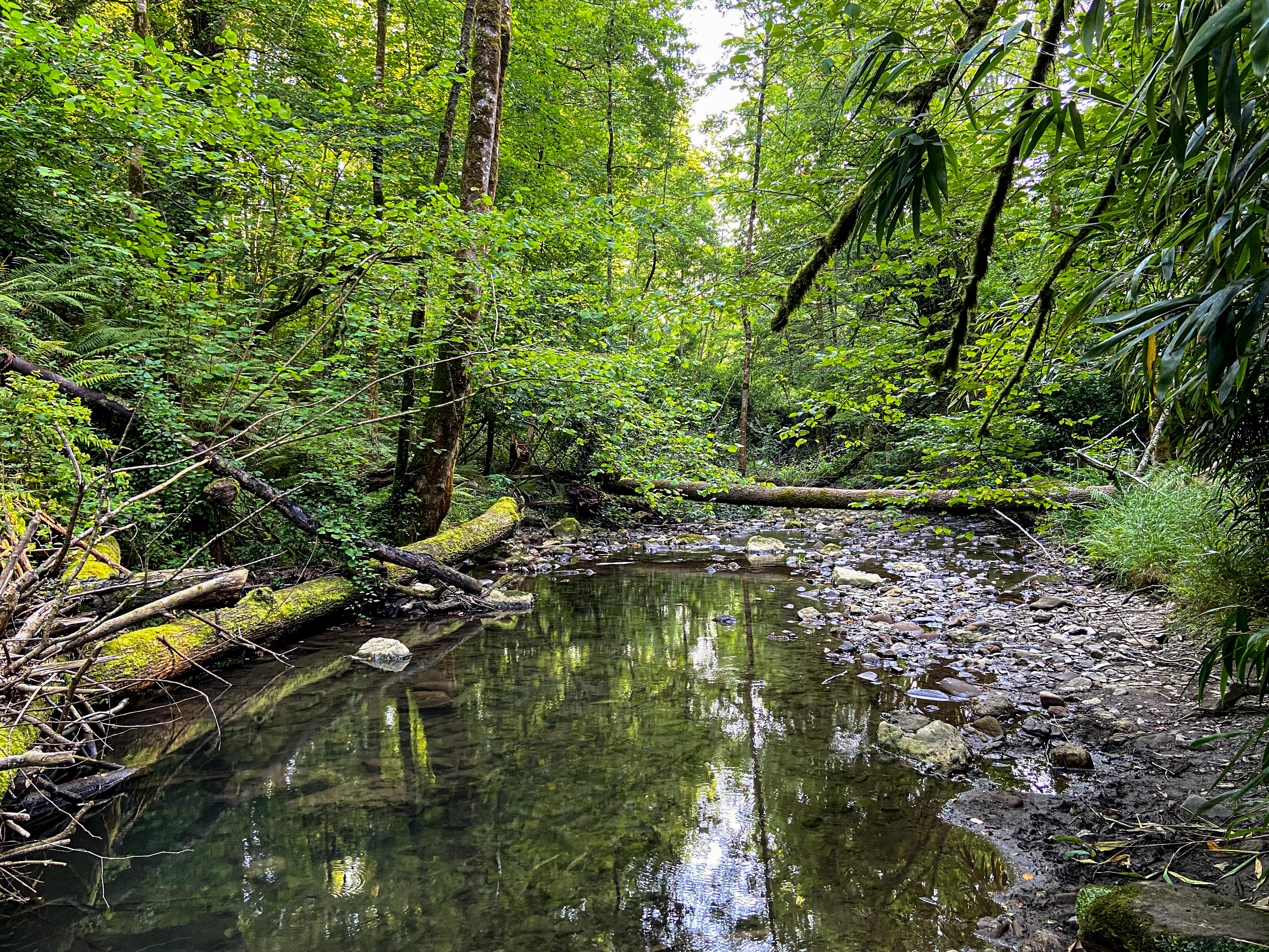 A serene forest scene with a clear stream reflecting the surrounding lush green trees. Moss-covered fallen trees are partially submerged in the water, and a rocky embankment lines the stream's edge. Sunlight filters through the dense canopy, creating a peaceful and natural atmosphere