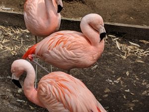 View larger photo: Flamingos