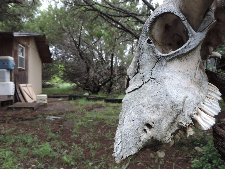 Cow skull on a farm