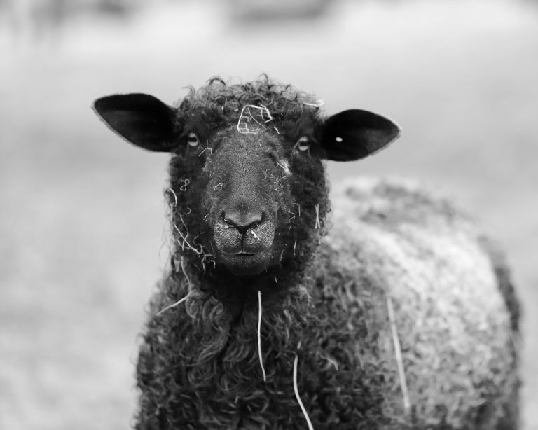 Sheep in black and white