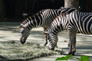 Zebra eating

