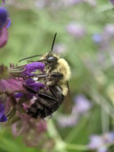 Bumblebee on a purple flower