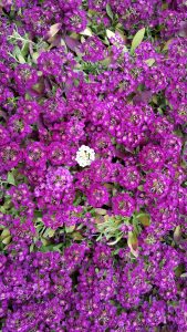 Sweet alyssum, one among many