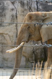 View larger photo: Elephant side profile