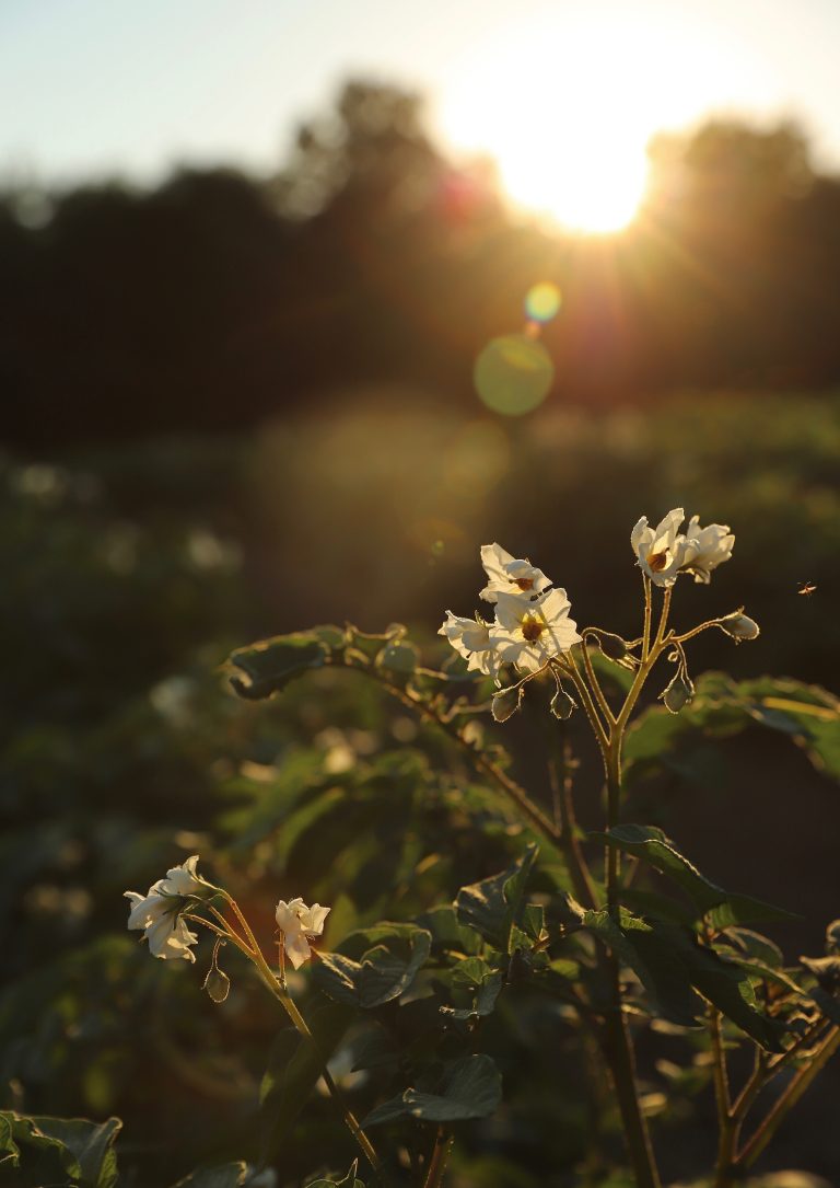 Potato plant at sunset