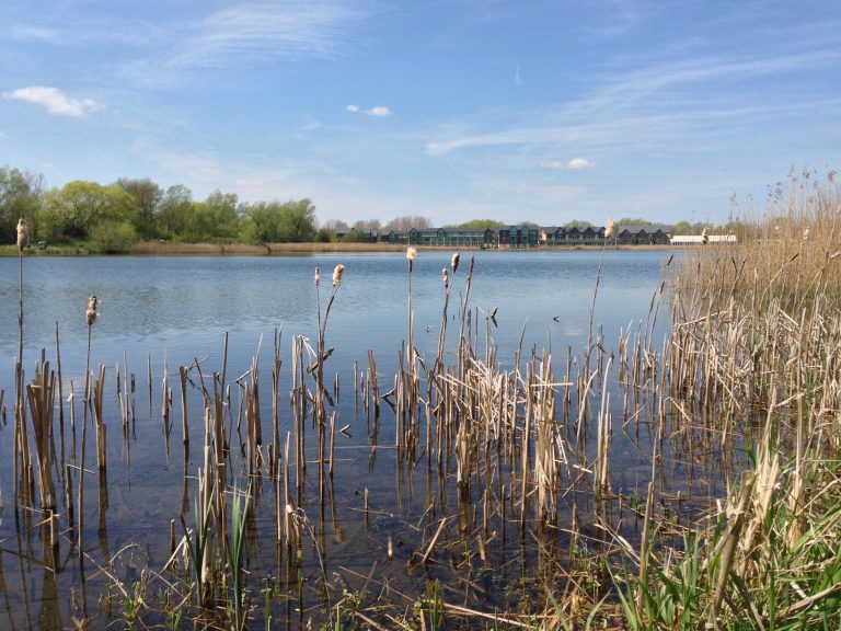 Lakeside view with reeds