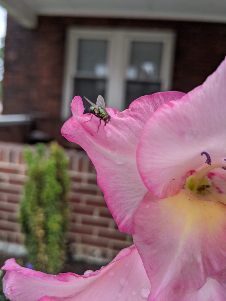 Close-up of a pink flower with a fly on it