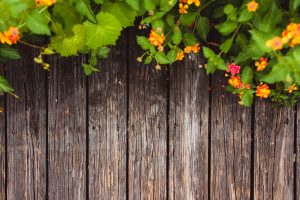 Flowers and vines at the top of a fence