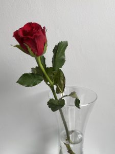 St. Valentine's Day single red rose