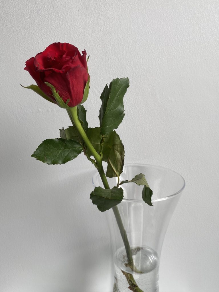 St. Valentine’s Day single red rose