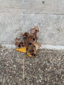 View larger photo: An orange leaf on the ground that is crumbling and trying brown