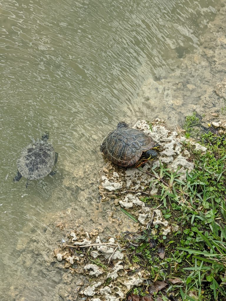 Several turtles swimming in the water