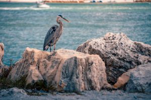 Crane standing on some rocks