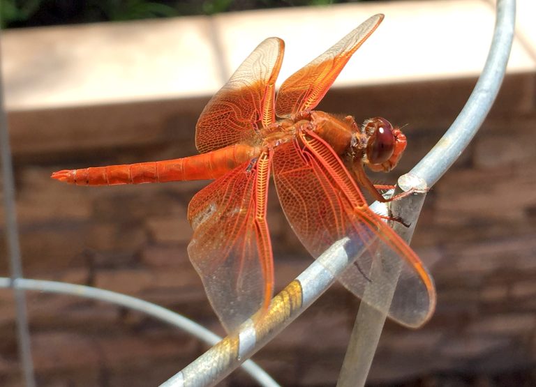 Red Dragonfly