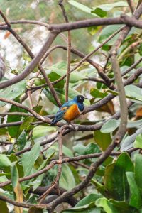 Blue and yellow bird inside the trees