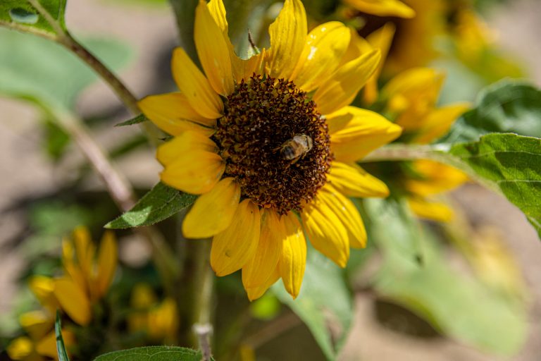 Sunflower with a bee in the middle