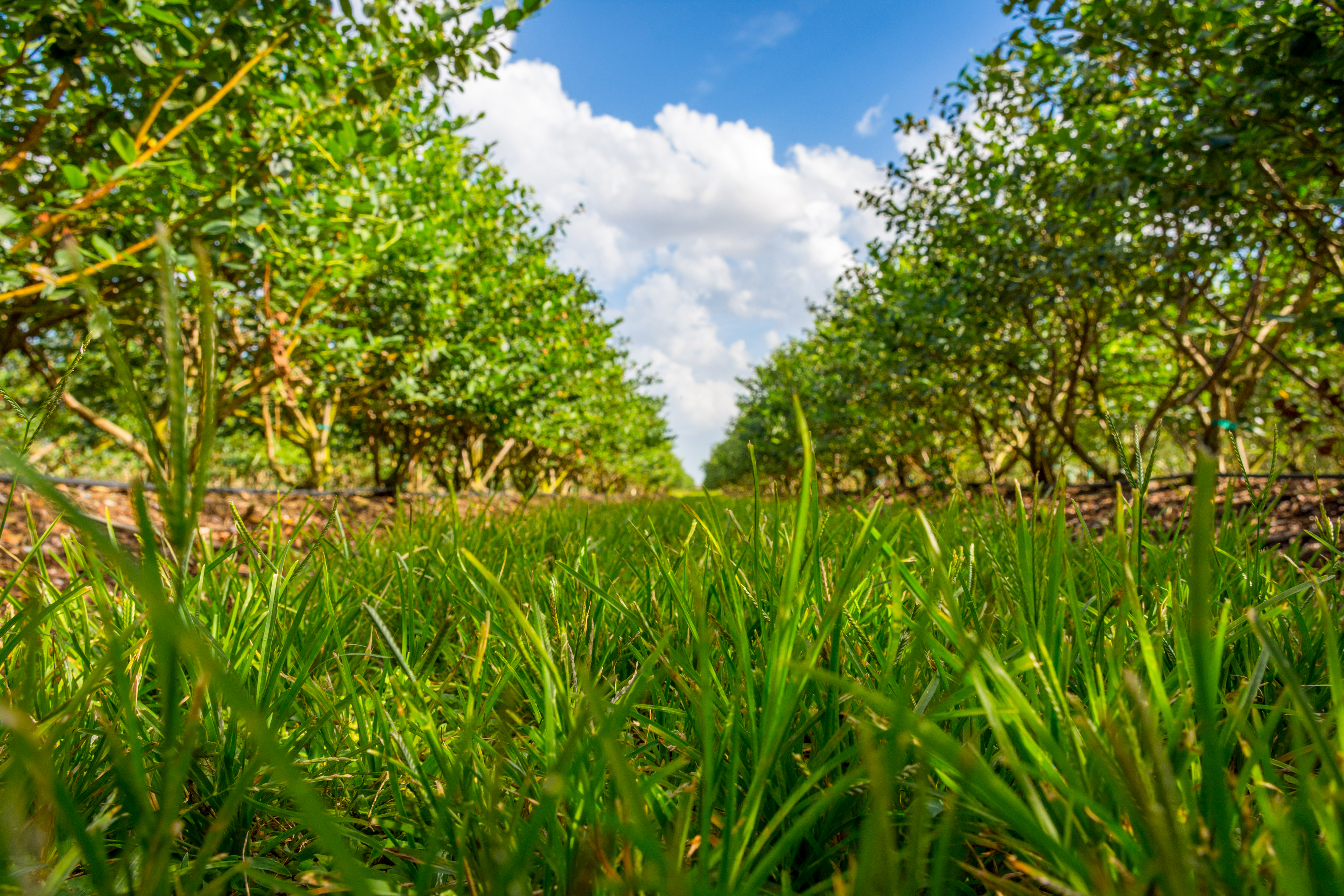 Rows of blueberry plants from ground level