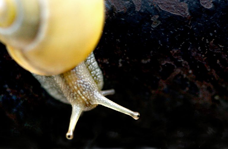 Close-up of a snail on a rusty structure