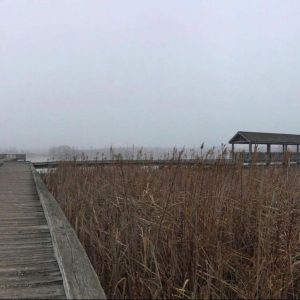 Boardwalk over wetlands