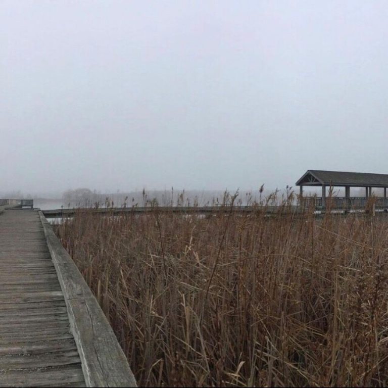 Boardwalk over wetlands