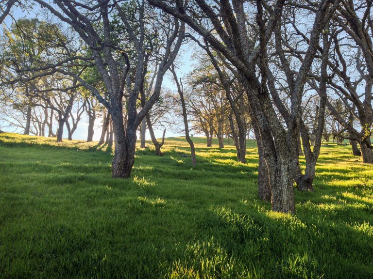 Sun streaming through the trees