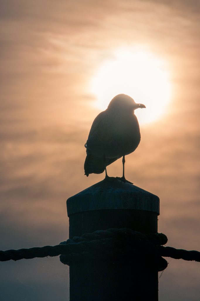 Seagull silhouette at dusk