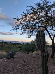 A barrel cactus next to a big tree