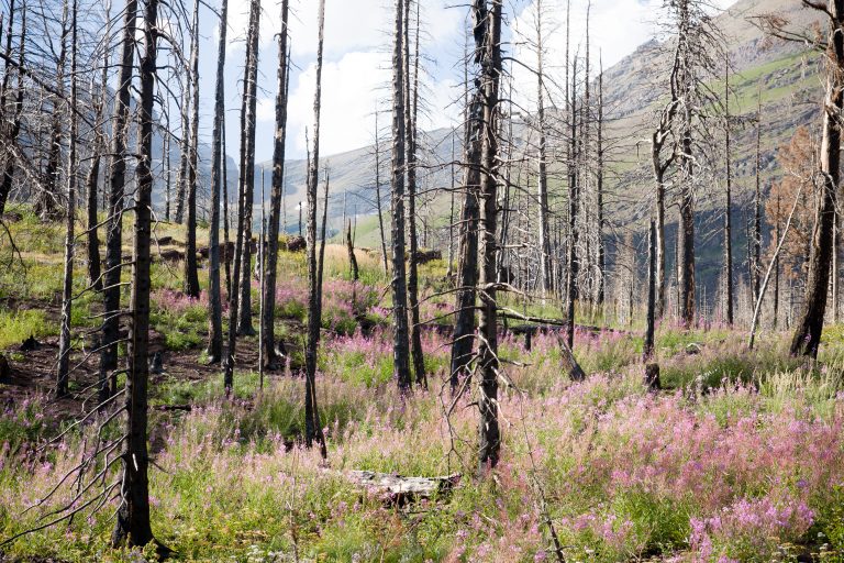 Pink wildflowers after a fire