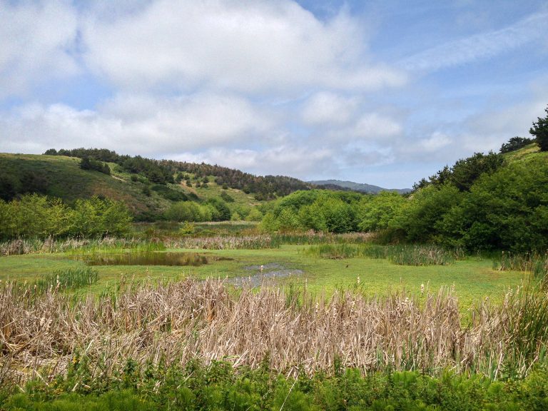 Marshland near Point Reyes